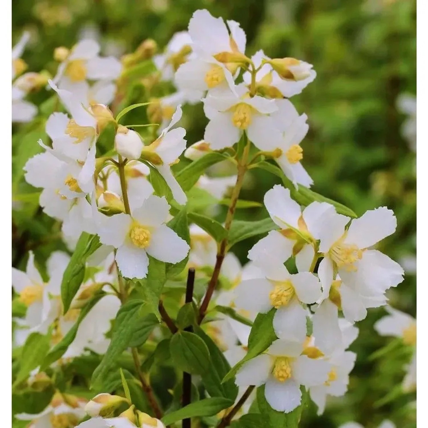 Duftjasmin Erectus 60-80cm - Philadelphus