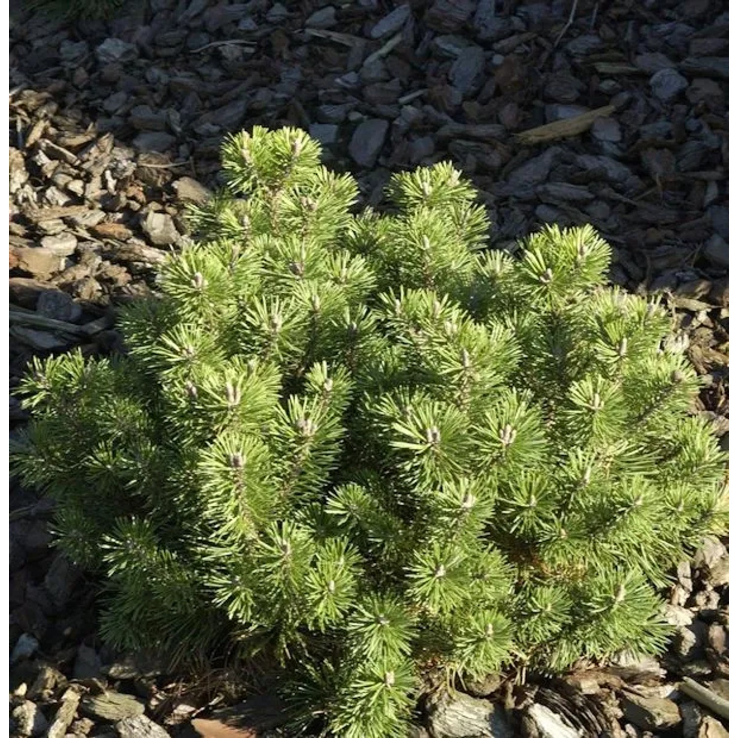 Kugelkiefer Mops 25-30cm - Pinus mugo