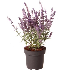 Blauraute 'Prime Time' im Topf, ca. 40 cm hoch, violettblaue Blüten.