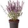 Blauraute 'Prime Time' im Topf, ca. 40 cm hoch, violettblaue Blüten.