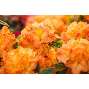 Nahaufnahme des Rhododendron Luteum 'Gibraltar' mit leuchtend gelb-orangen Blüten.