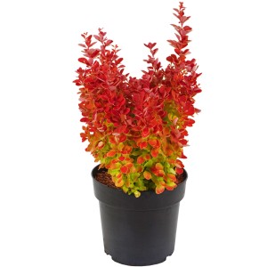 Orangefarbene GROW by OBI Thunberg-Berberitze 'Orange Ice'® im Topf, ca. 30 cm hoch.