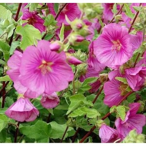 Foto der Buschmalve Bredon Springs (Lavatera olbia) mit pinkfarbenen Blüten und grünen Blättern.