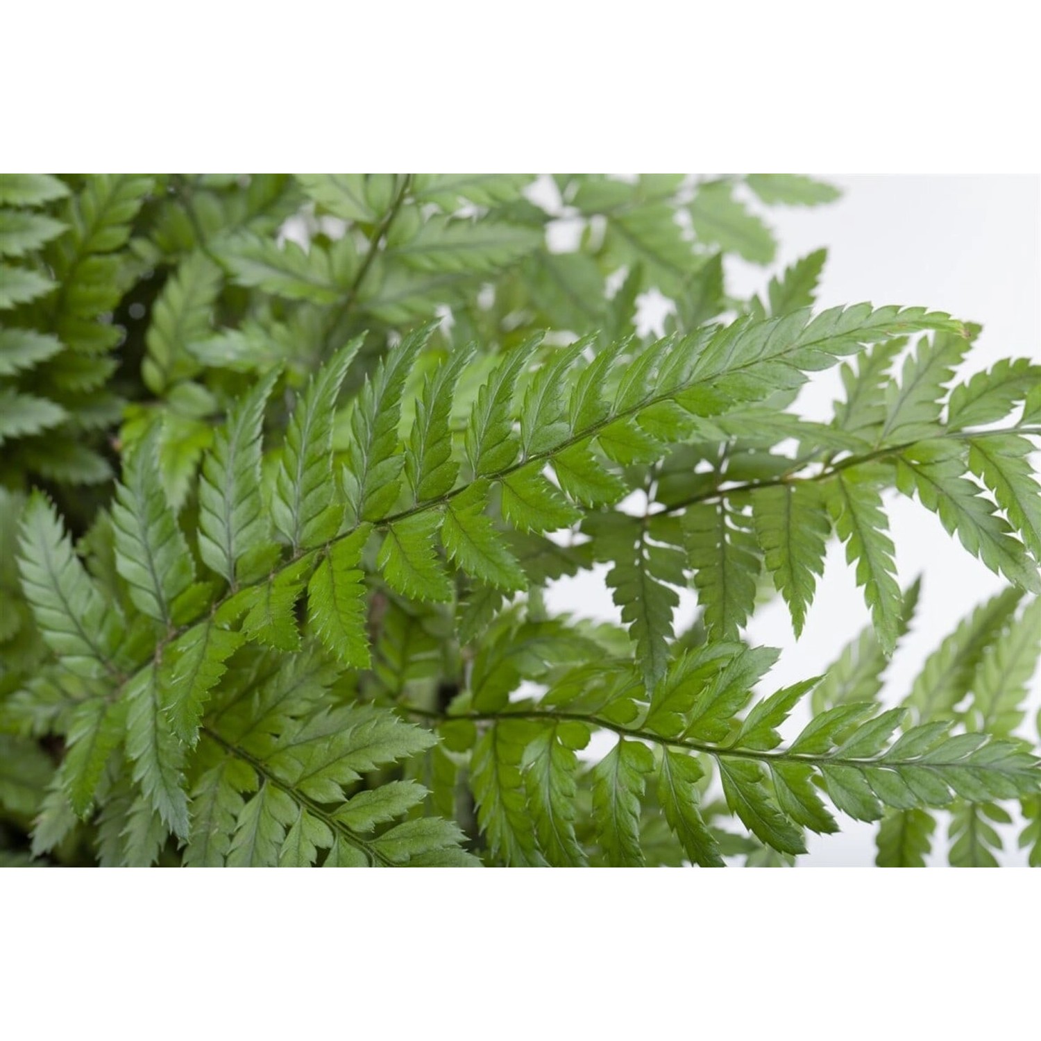 Polystichum Tsus-simense Korea Farn Ca. 9x9 cm Topf günstig online kaufen