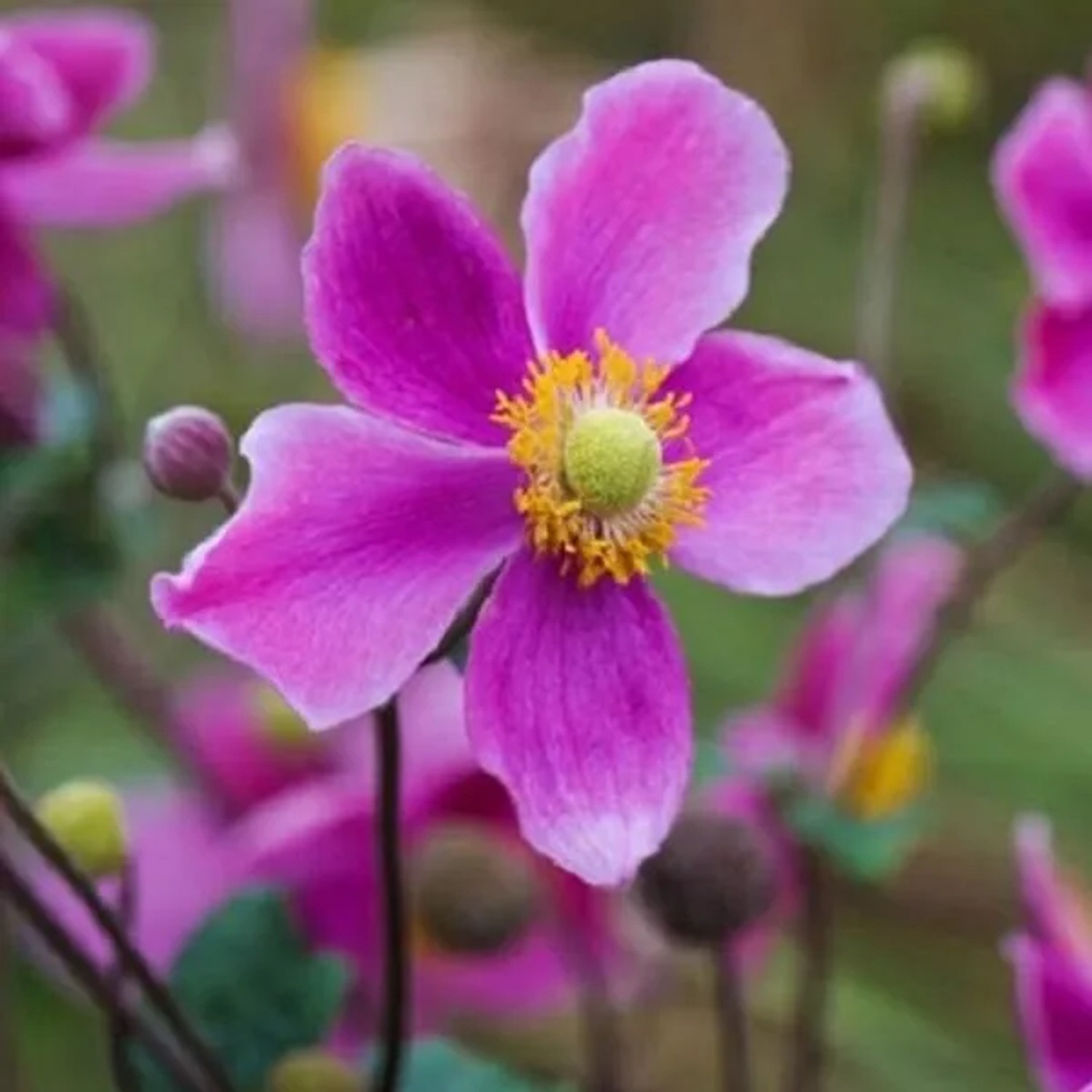 6 x Herbst-Anemone 'Splendens' Anemone hupehensis Topf 9cm Herbstblüher