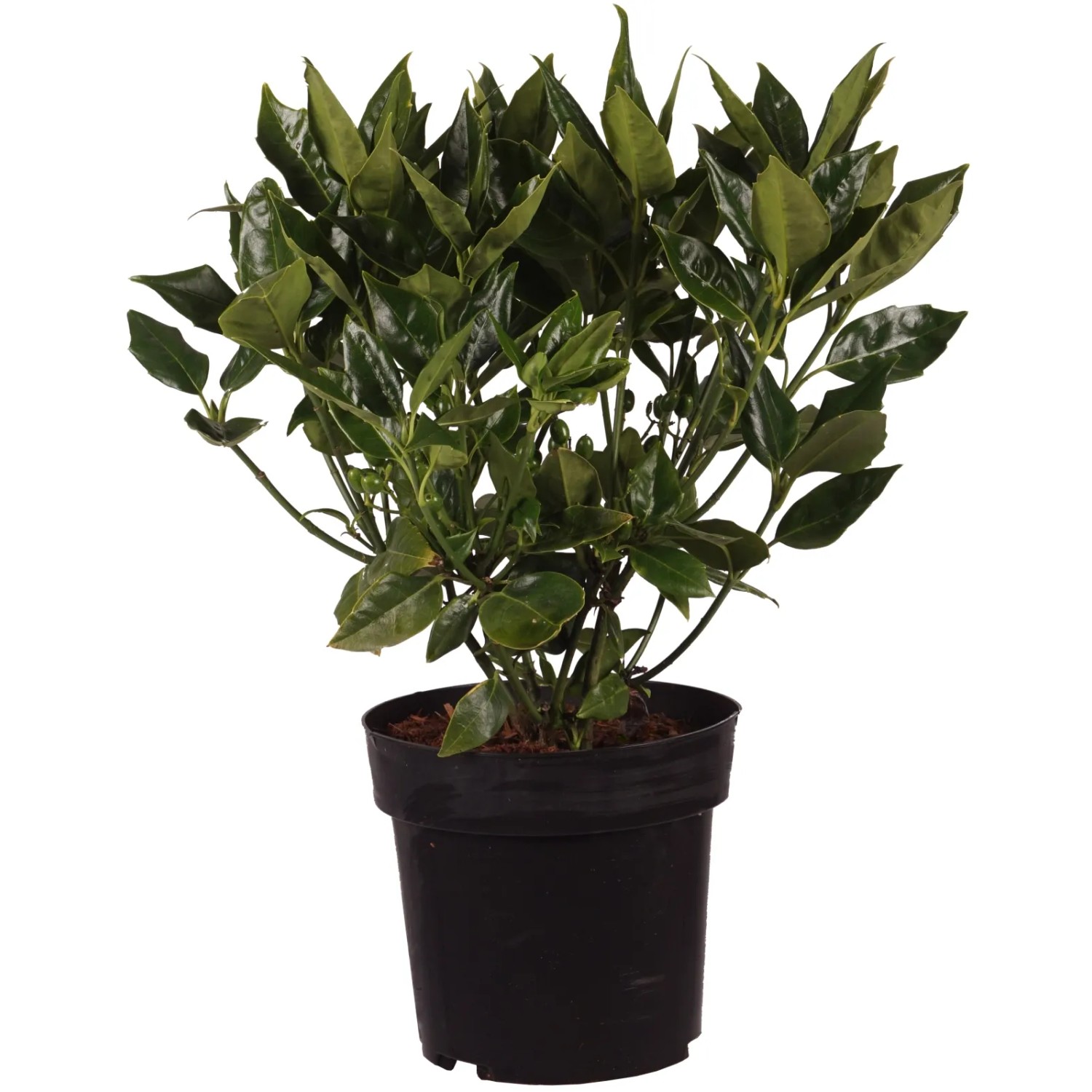 Japanische Aukube "Rozanne" Höhe ca. 30 cm Topf ca. 4,5 l Aucuba japonica