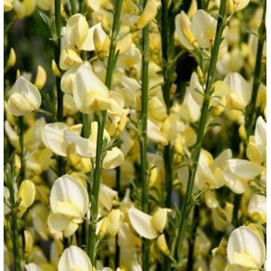 Elfenbein Ginster Warminster (Cytisus praecox) mit hellgelben Blüten.