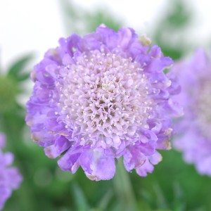 Nahaufnahme einer violetten Tauben-Skabiose (Scabiosa columbaria) im Topf. Blühende Gartenstaude.