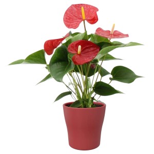 Flamingoblume im Topf mit roten Blüten und grünen Blättern.