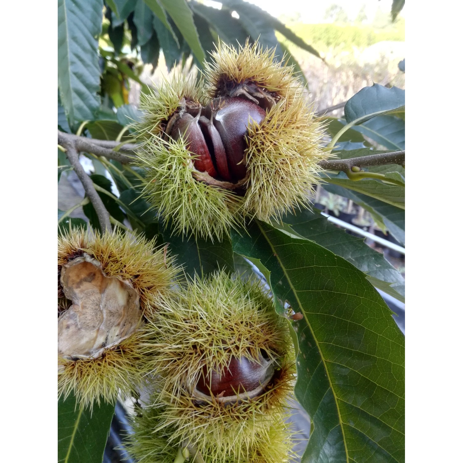 Esskastanien Doré de Lyon 60 - 100 cm Castanea sativa