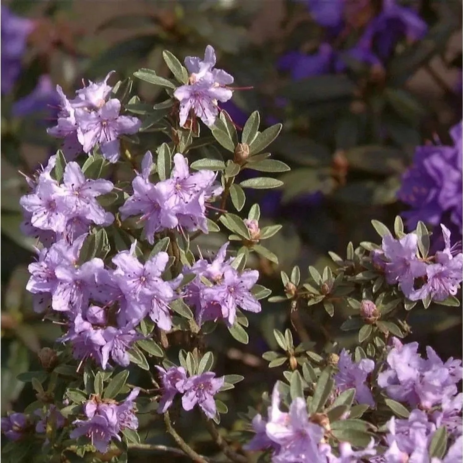 Rhododendron scintillans 30-40cm