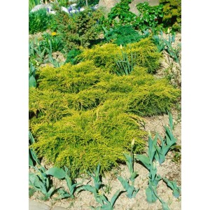 Goldgrüner Juniperus Chinensis Goldfern Wacholder, 20–25 cm hoch, im Gartenbeet.