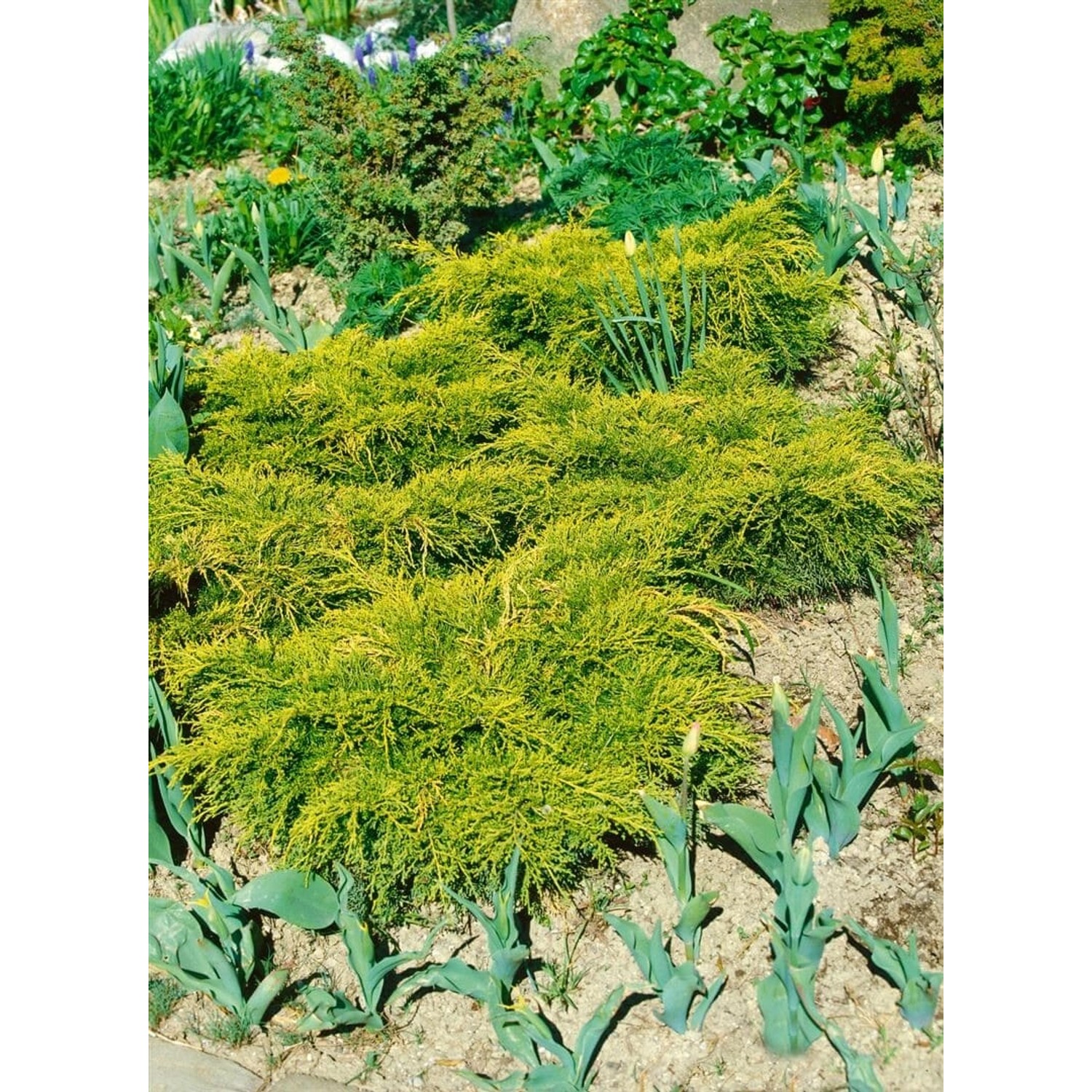 Juniperus Chinensis Goldfern Wacholder Goldgrün 20–25 cm günstig online kaufen