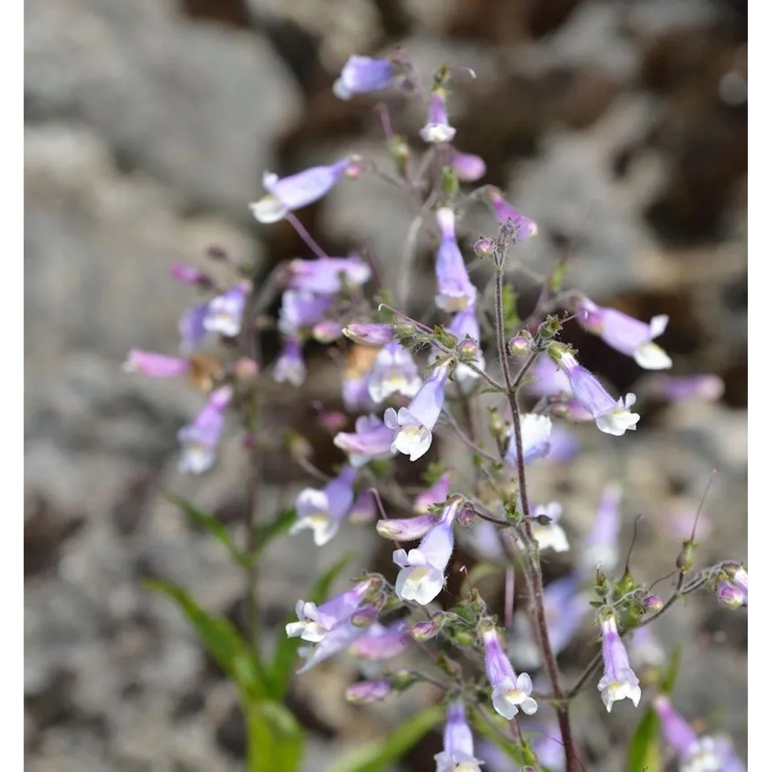 Rauhaariger Bartfaden - Penstemon hirsutus