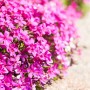 Leuchtend pink blühender Teppichphlox (Phlox Douglasii Crackerjack) im 9x9 cm Topf.