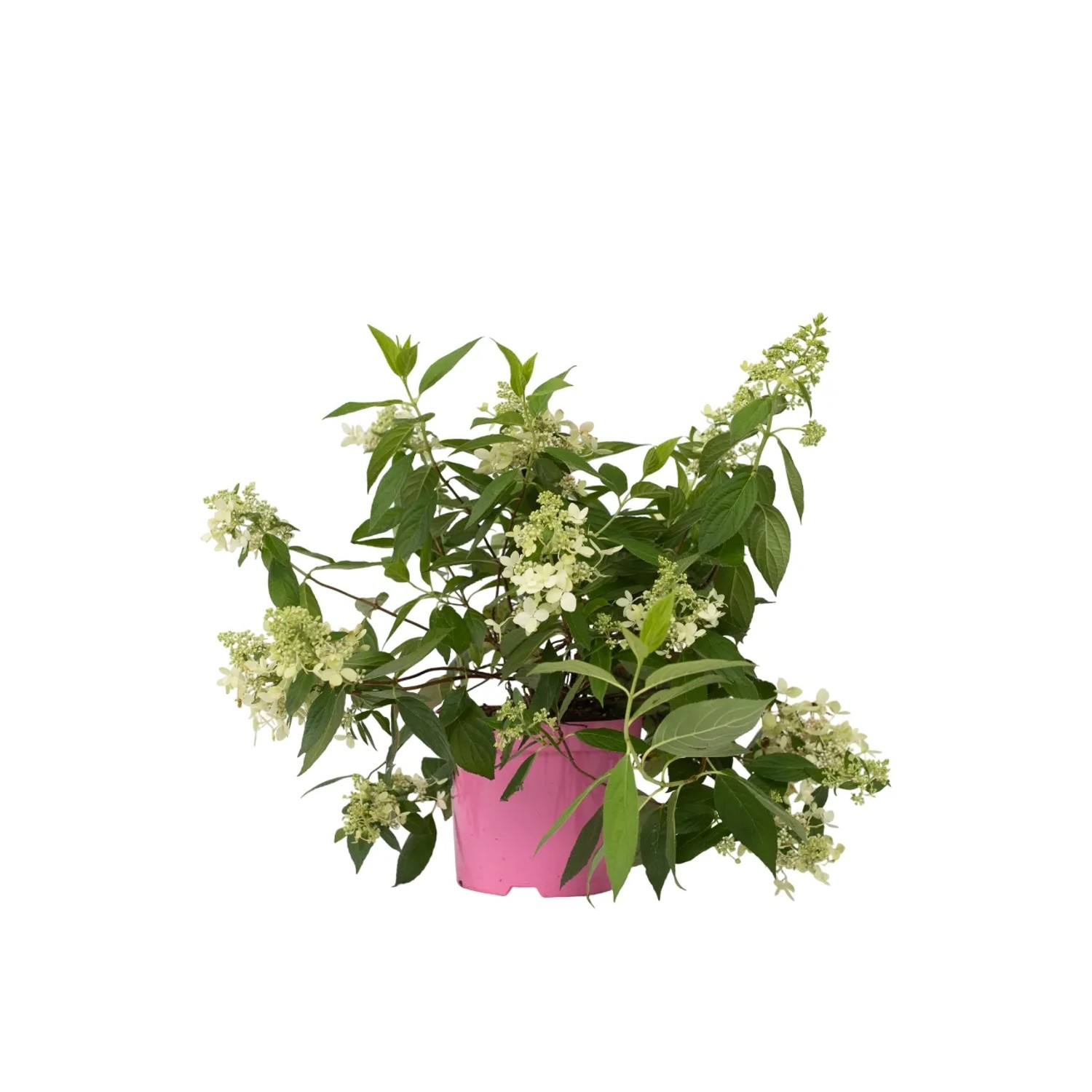 Plant In A Box Hortensie  Hydrangea Paniculata 'Confetti' Höhe 25cm Ø19 Rosa