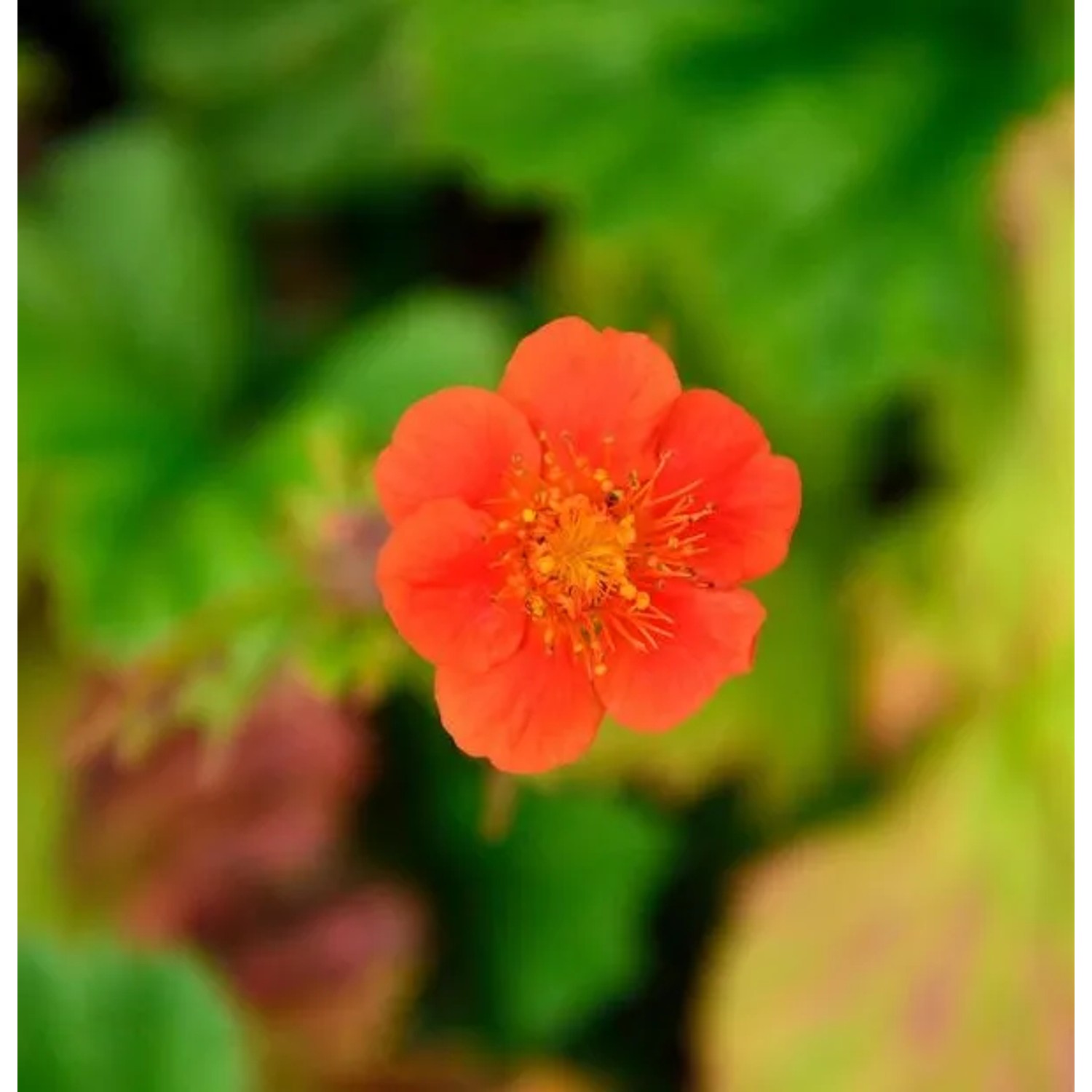 Roter Nelkenwurz Koi - Geum coccineum