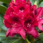 Nahaufnahme des Rhododendron "Polarnacht" mit schwarz-violetten Blüten und grünen Blättern.