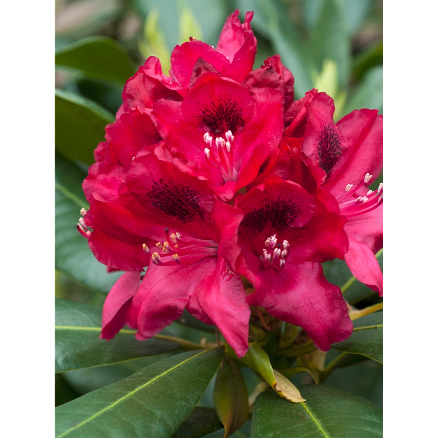 Nahaufnahme des Rhododendron "Polarnacht" mit schwarz-violetten Blüten und grünen Blättern.