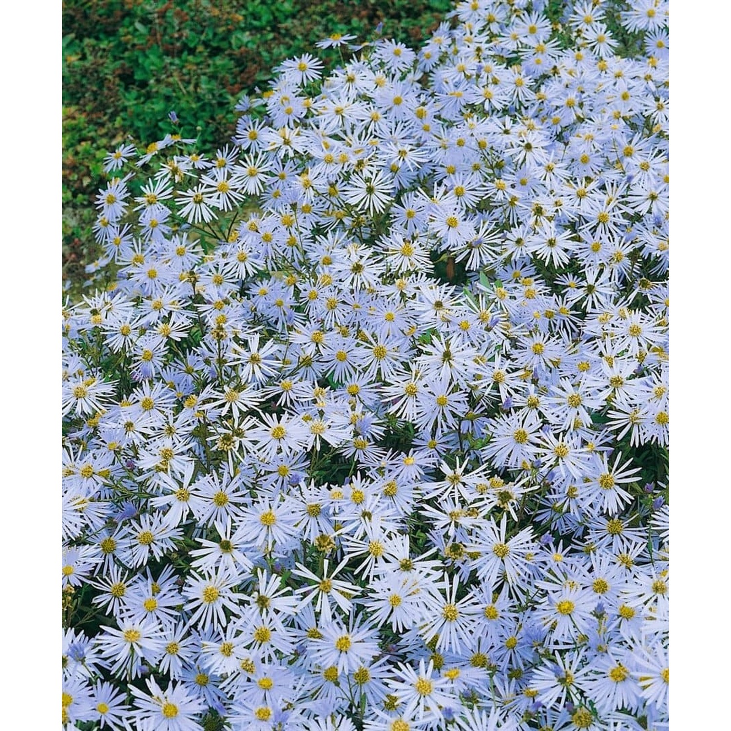 Aster Amellus Butzemann Bergaster Ca. 9x9 cm Topf günstig online kaufen