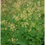 Kleine Wiesenraute (Thalictrum minus) mit zarten, hellgelben Blüten und grünem, gefiedertem Laub. Gartenstaude.
