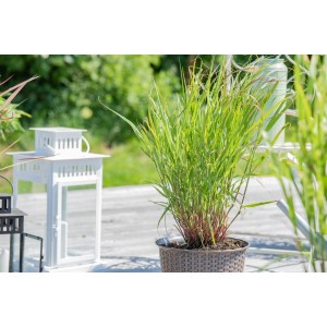 Rutenhirse 'Rehbraun' im Topf: Rotbraunes Ziergras für sonnige Standorte im Garten.