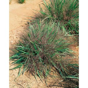 Purpur-Liebesgras (Eragrostis spectabilis) im 9x9 cm Topf, Ziergras mit purpurfarbenen Blüten.