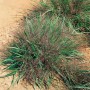 Purpur-Liebesgras (Eragrostis spectabilis) im 9x9 cm Topf, Ziergras mit purpurfarbenen Blüten.