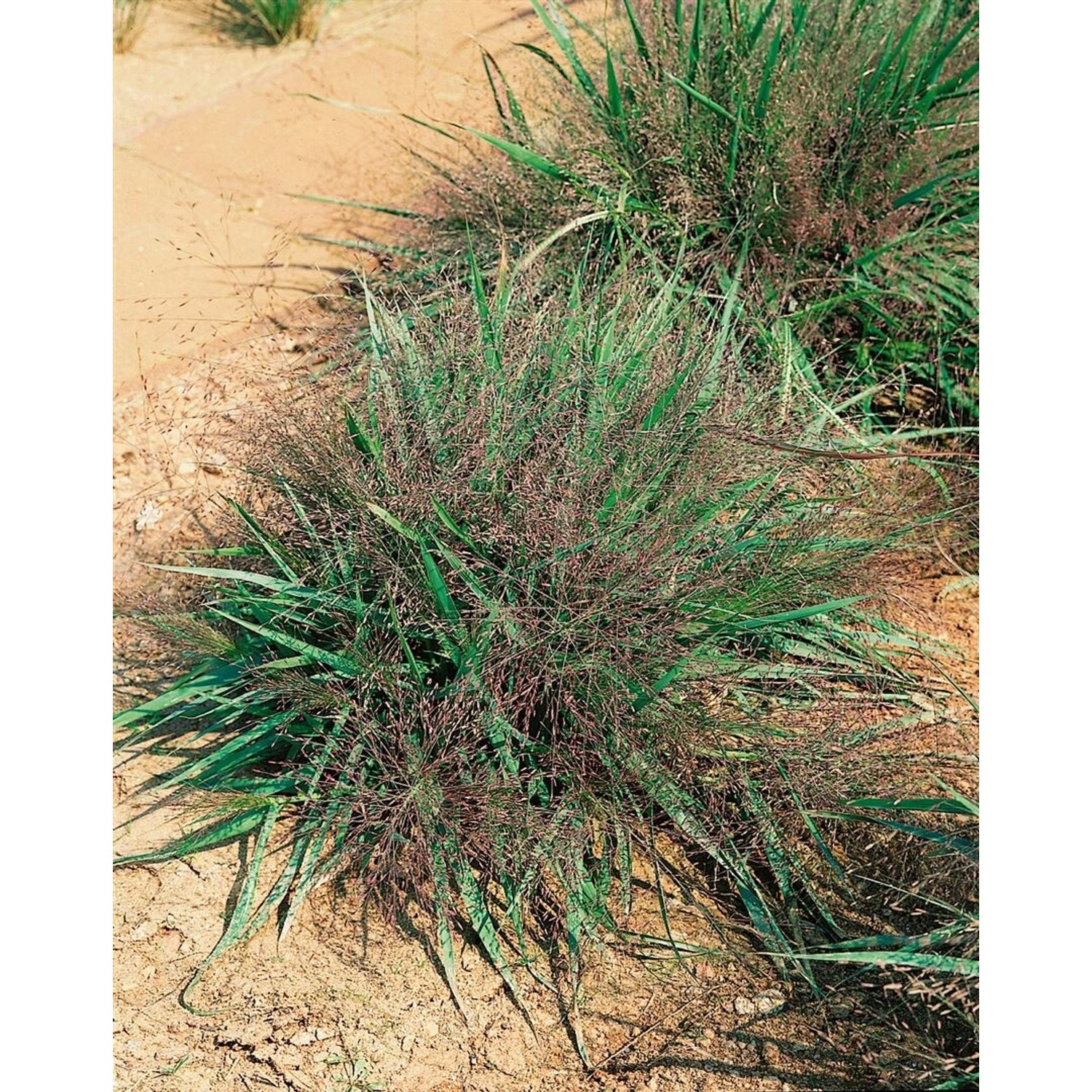 Eragrostis Spectabilis Purpur-Liebesgras Ca. 9x9 cm Topf günstig online kaufen