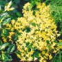 Gelber Rhododendron Hanceanum Shamrock, 30–40 cm hoch, blühend im Garten.