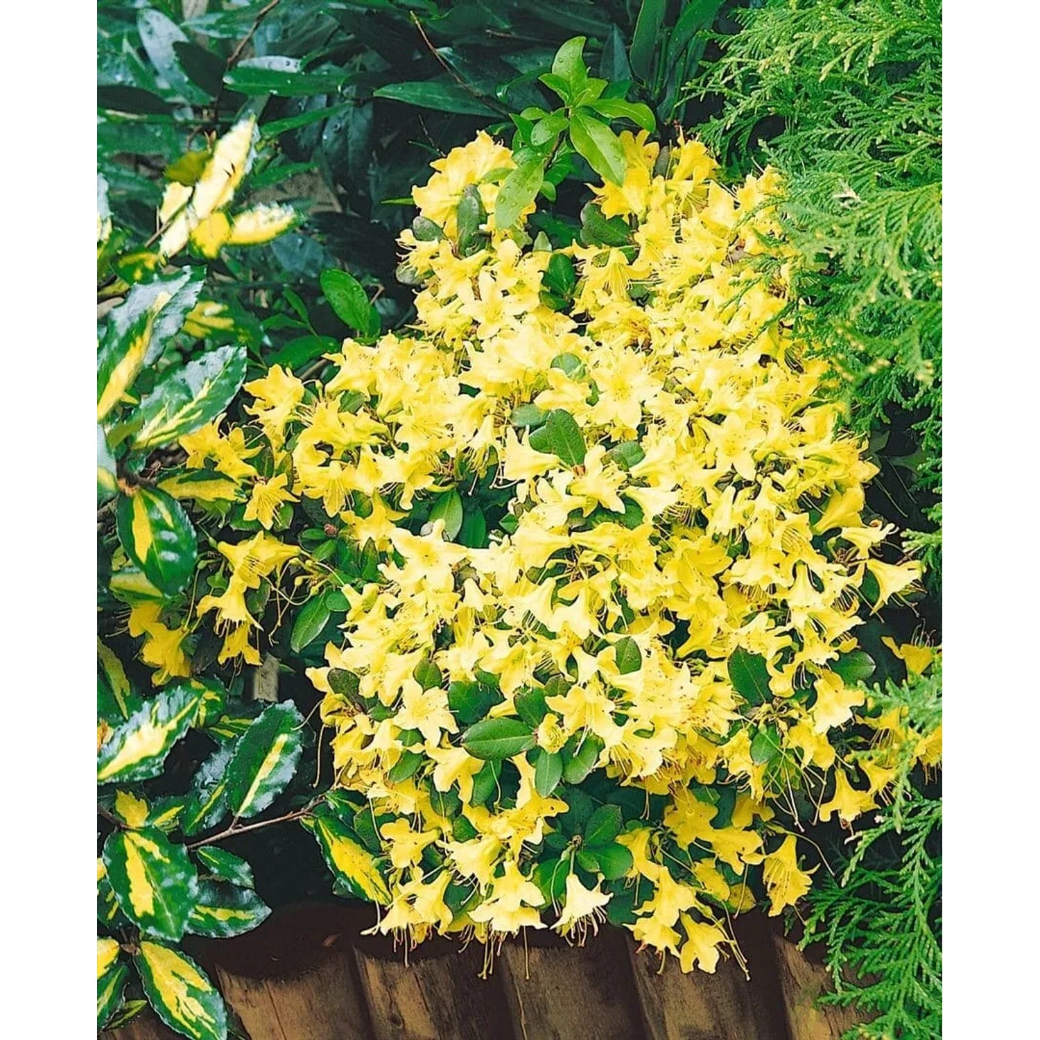 Gelber Rhododendron Hanceanum Shamrock, 30–40 cm hoch, blühend im Garten.