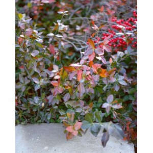 Kriechspindel 'Coloratus' im 9x9 cm Topf, ein farbenfroher Bodendecker mit grün-roten Blättern.