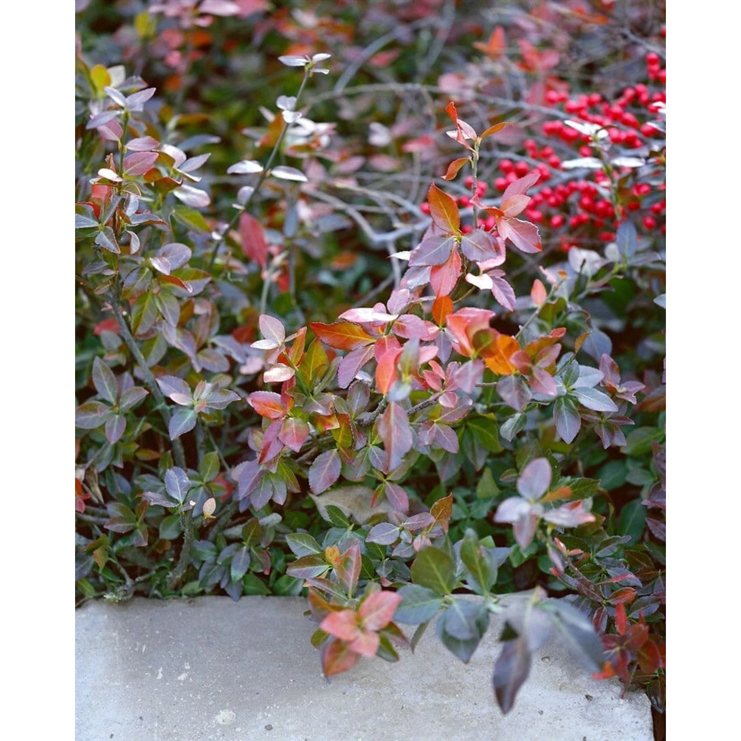 Euonymus Fortunei Coloratus Kriechspindel Ca. 9x9 cm Topf günstig online kaufen