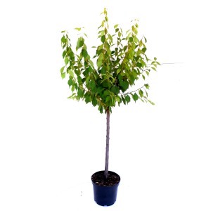 Japanische Nelkenkirsche 'Kanzan' als Stämmchen im Topf, grüne Blätter. Hausbaum für Garten & Terrasse.