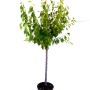 Japanische Nelkenkirsche 'Kanzan' als Stämmchen im Topf, grüne Blätter. Hausbaum für Garten & Terrasse.