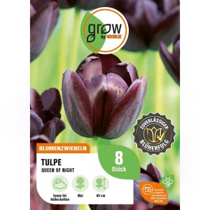 GROW by OBI Tulpe Queen of Night, 8 Stück. Dunkelviolette, fast schwarze Tulpenblüte.