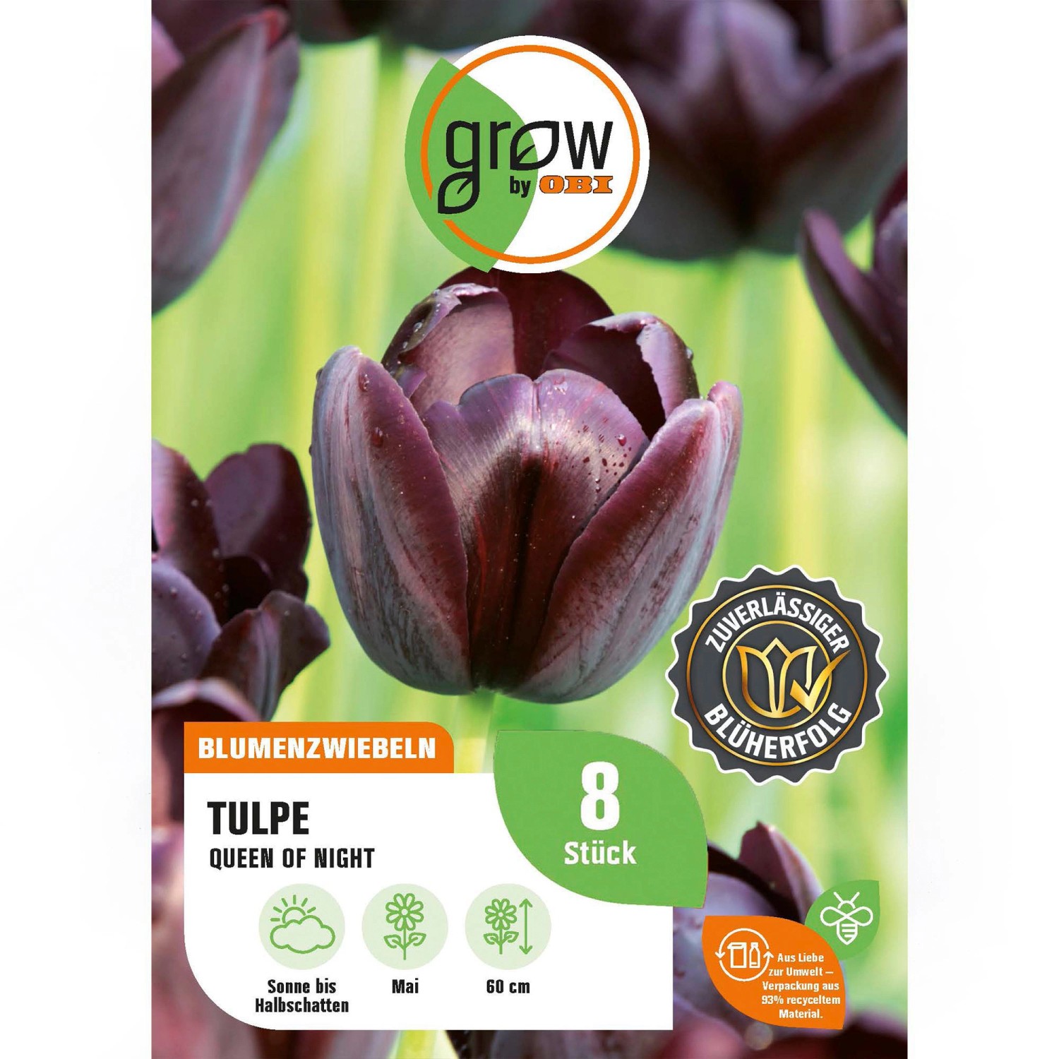 GROW by OBI Tulpe Queen of Night Purple 8 St.Tulipa single late Queen of Ni günstig online kaufen
