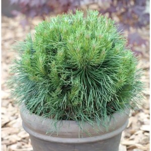 Kompakte, grüne Kugelkiefer Varella (Pinus mugo) im Topf.