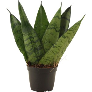 Bogenhanf 'Fan' (Sansevieria zeylanica) im schwarzen Topf, eine immergrüne Grünpflanze mit hell- und dunkelgrünen Blättern.