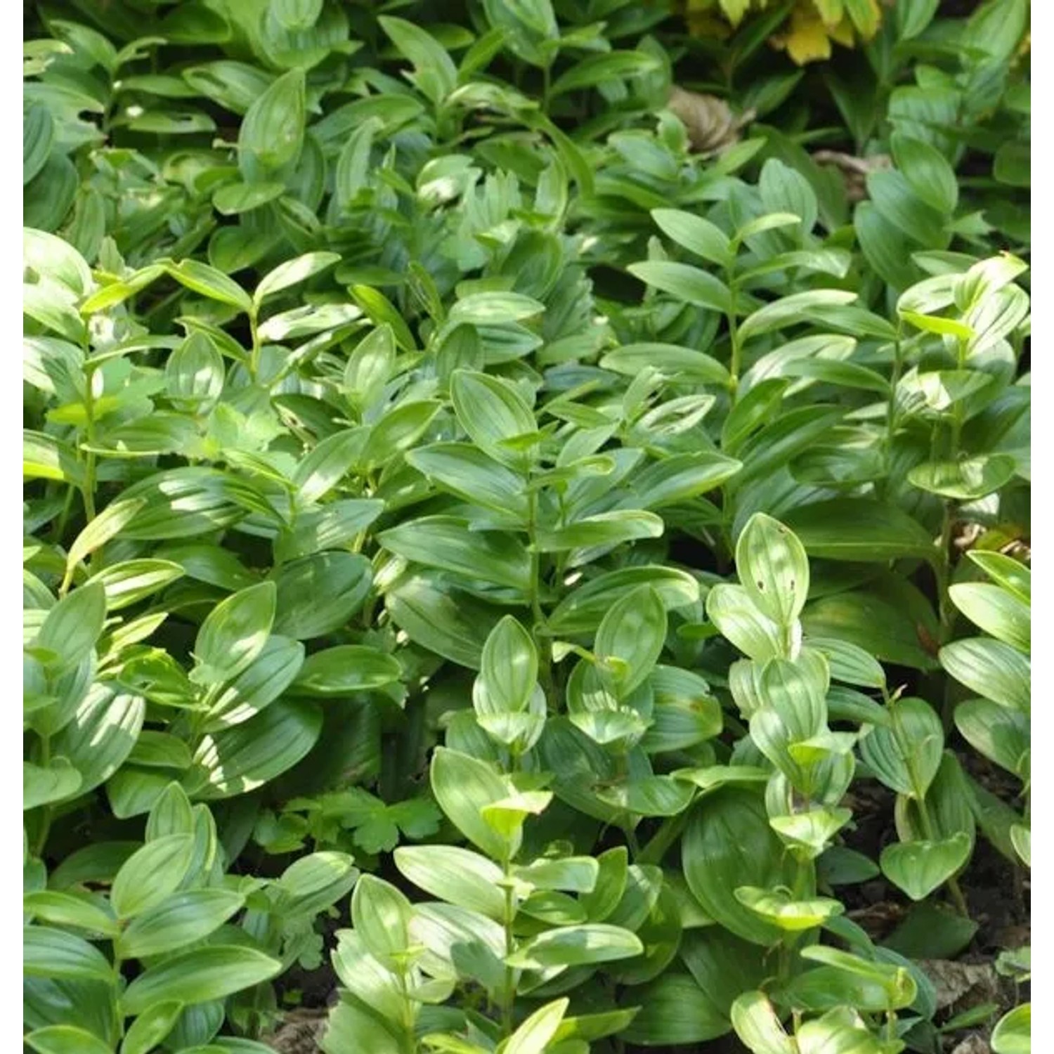 Zwerg Salomonssiegel - Polygonatum humile