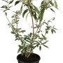 Junger, roter Sommerflieder (Buddleja) im 3l Topf, ca. 10-20 cm hoch.