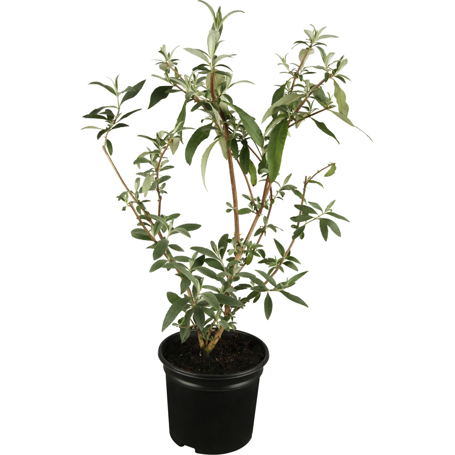 OBI Sommerflieder Rot Höhe ca. 10 - 20 cm Topf ca. 3 l Buddleja