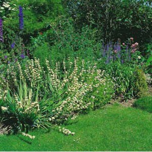 Gelb blühende Gelbäugige Graslilie (Sisyrinchium striatum) im Gartenbeet.