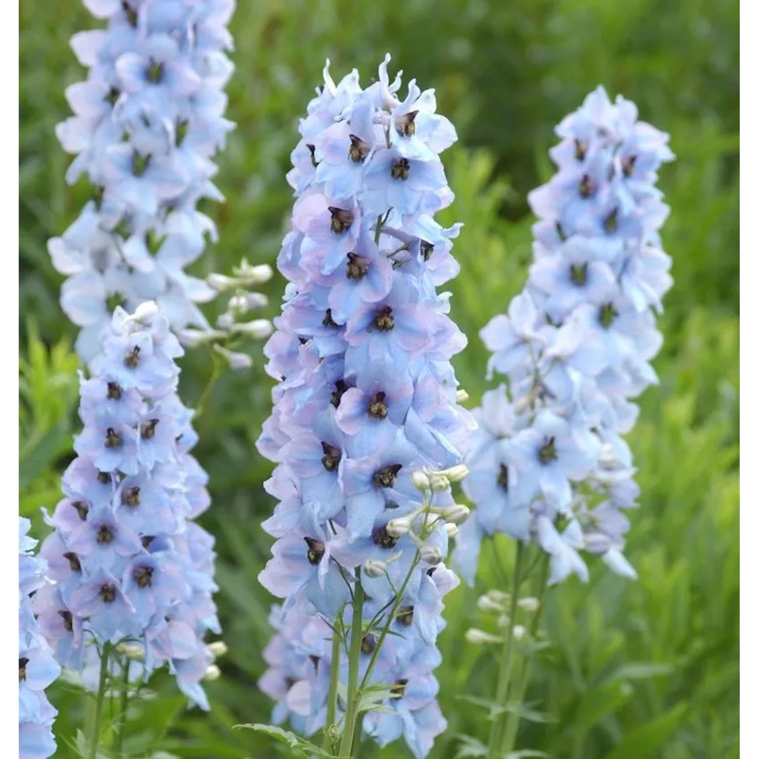 Hoher Rittersporn Morgentau - Delphinium elatum