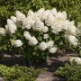 Rispenhortensie 'Silver Dollar' mit cremeweißen Blüten im Gartenbeet.