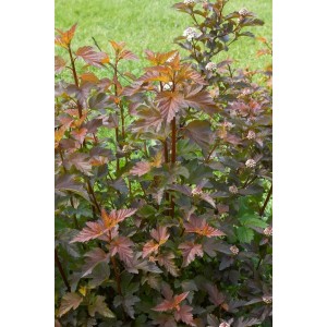 Blasenspiere 'Center Glow' (125–150 cm) mit rot-goldenem Laub und weißen Blüten, Strauch für Garten und Hecke.