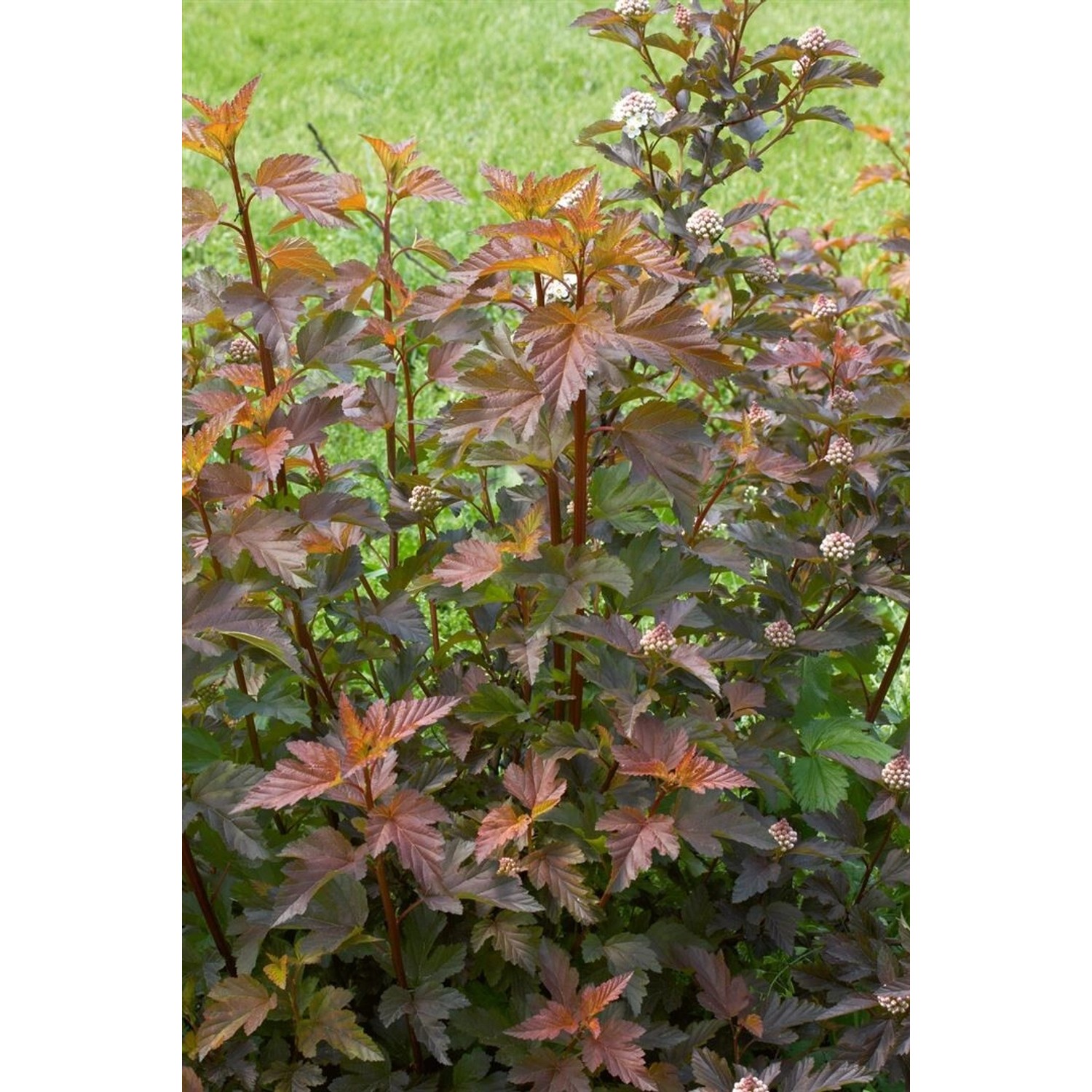 Physocarpus Opulifolius Center Glow Blasenspiere 125–150 cm günstig online kaufen