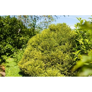 Japanische Sicheltanne 'Globosa Nana' mit kompakter, runder Form. Immergrüner Strauch für Garten und Kübel.