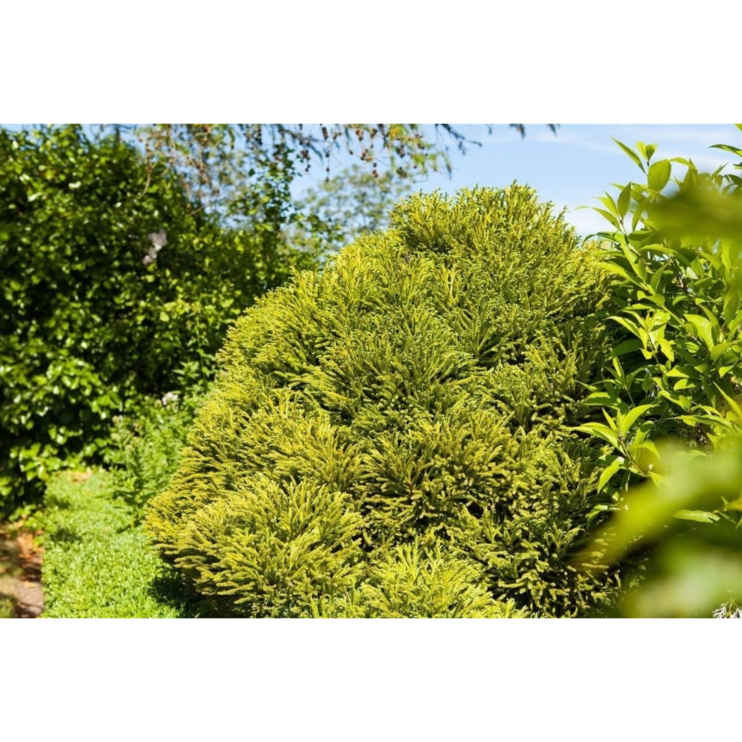 Cryptomeria Japonica Globosa Nana Japanische Sicheltanne 40 cm Stammhöhe günstig online kaufen