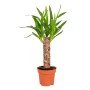 GROW by OBI Palmlilie (Yucca Elephantipes) im Topf, Zimmerpalme mit grünen Blättern.